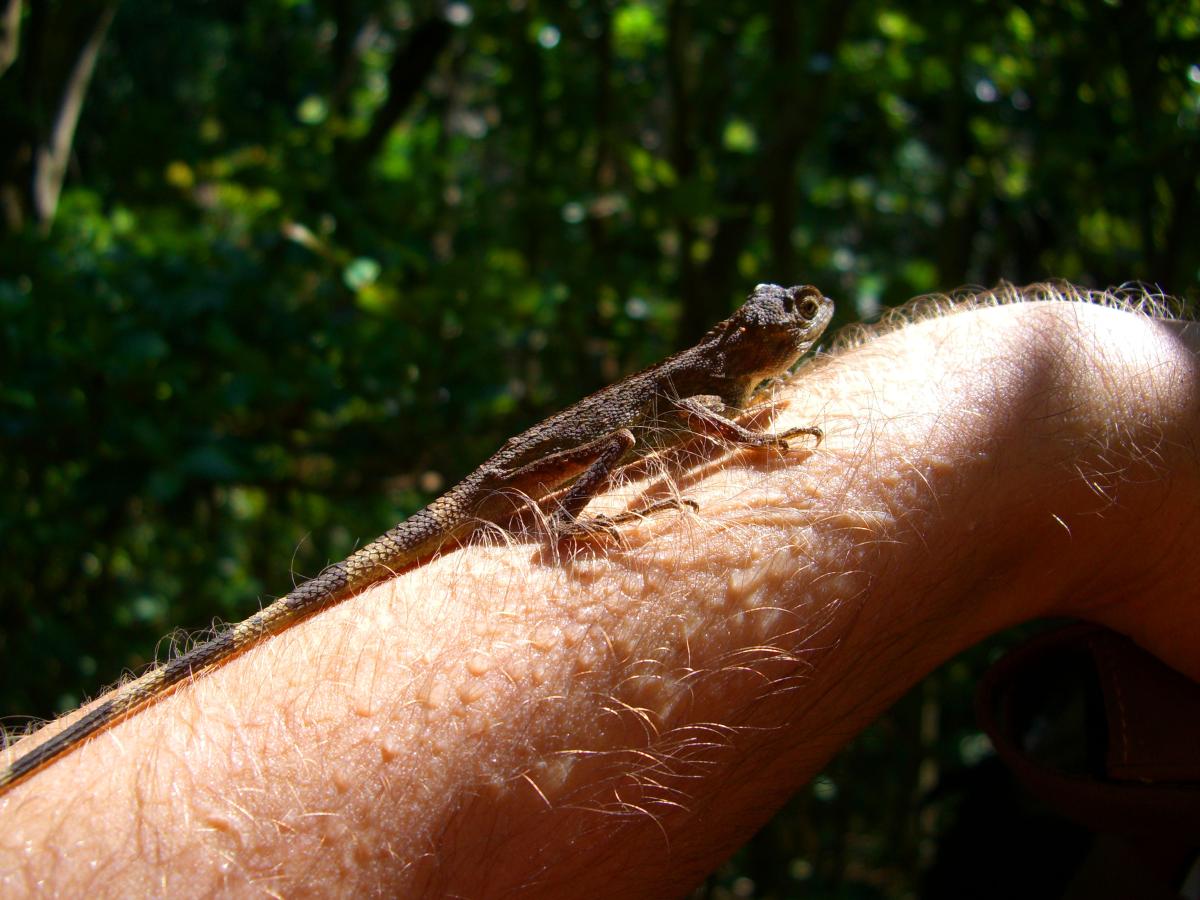 Lizard on Sébastien Duval's arm on 西表島 (Iriomote island, Japan) on 31 October 2008.