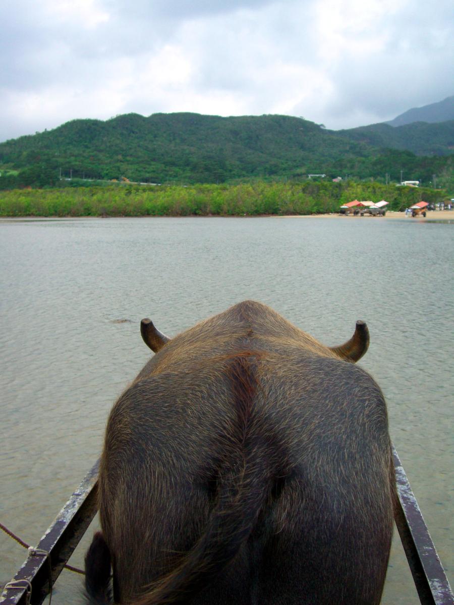 西表島 (Iriomote island, Japan) seen from behind a water buffalo on 01 November 2008.